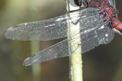 Leucorrhinia proxima