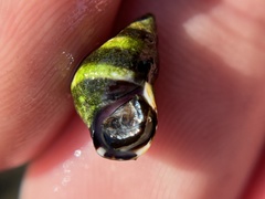 Littorina scutulata