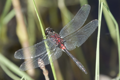 Leucorrhinia proxima