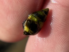 Littorina scutulata