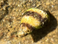 Littorina scutulata