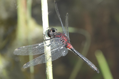 Leucorrhinia proxima