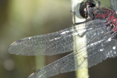 Leucorrhinia proxima