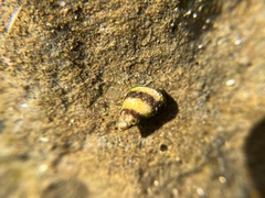 Littorina scutulata