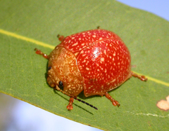 Paropsis wilsoni