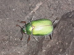 Brachysternus prasinus