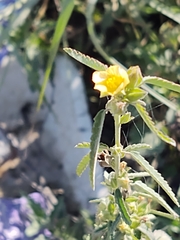 Sida spinosa