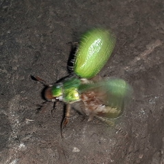 Brachysternus prasinus