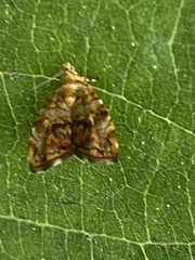 Choreutis