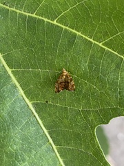 Choreutis