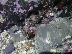 Scorpaenopsis