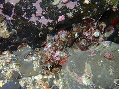 Scorpaenopsis