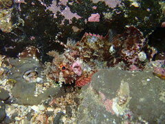 Scorpaenopsis