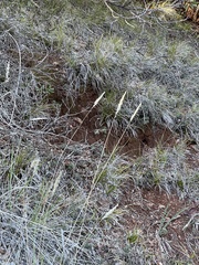 Calamagrostis ophitidis