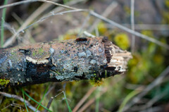 Tremella globispora