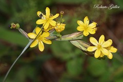 Sisyrinchium palmifolium