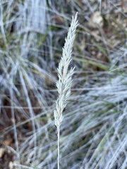 Calamagrostis ophitidis