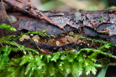 Dacrymyces minor