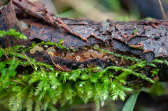 Dacrymyces minor