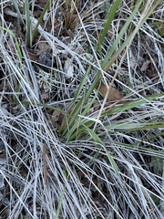 Calamagrostis ophitidis