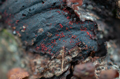 Dialonectria episphaeria