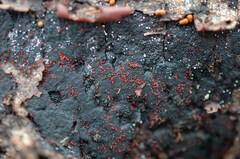 Dialonectria episphaeria