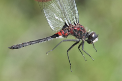 Leucorrhinia proxima