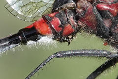 Leucorrhinia proxima