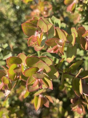 Arctostaphylos purissima