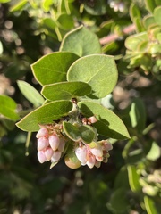 Arctostaphylos purissima