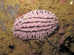 Phyllidiopsis gemmata