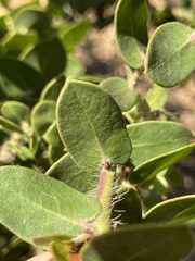 Arctostaphylos purissima