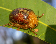 Paropsis wilsoni