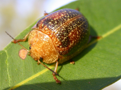 Paropsis wilsoni