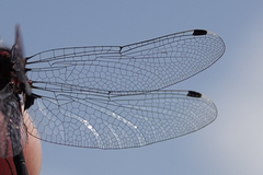 Leucorrhinia proxima