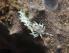 Unidentia