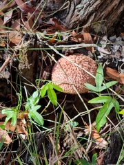 Boletellus