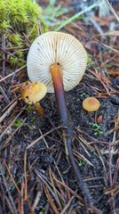 Flammulina