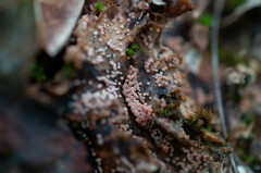 Lasionectria lecanodes