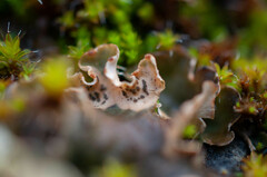 Corticifraga peltigerae