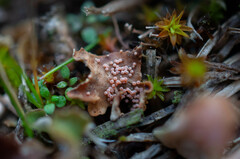 Lasionectria lecanodes