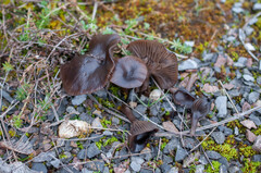 Pseudoclitocybe obbata