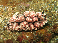 Phyllidiopsis krempfi