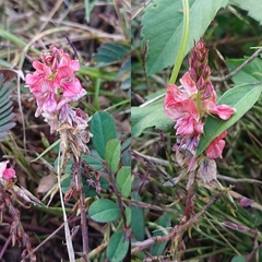 Indigofera hendecaphylla