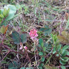 Indigofera hendecaphylla