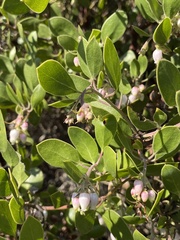 Arctostaphylos rudis