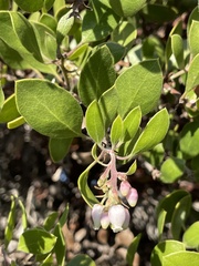 Arctostaphylos rudis
