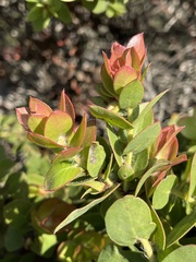 Arctostaphylos purissima