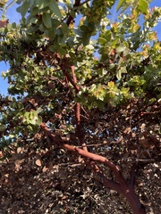 Arctostaphylos purissima