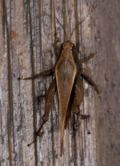Tettigidea lateralis